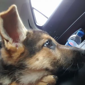 Meet your Posher, Connor